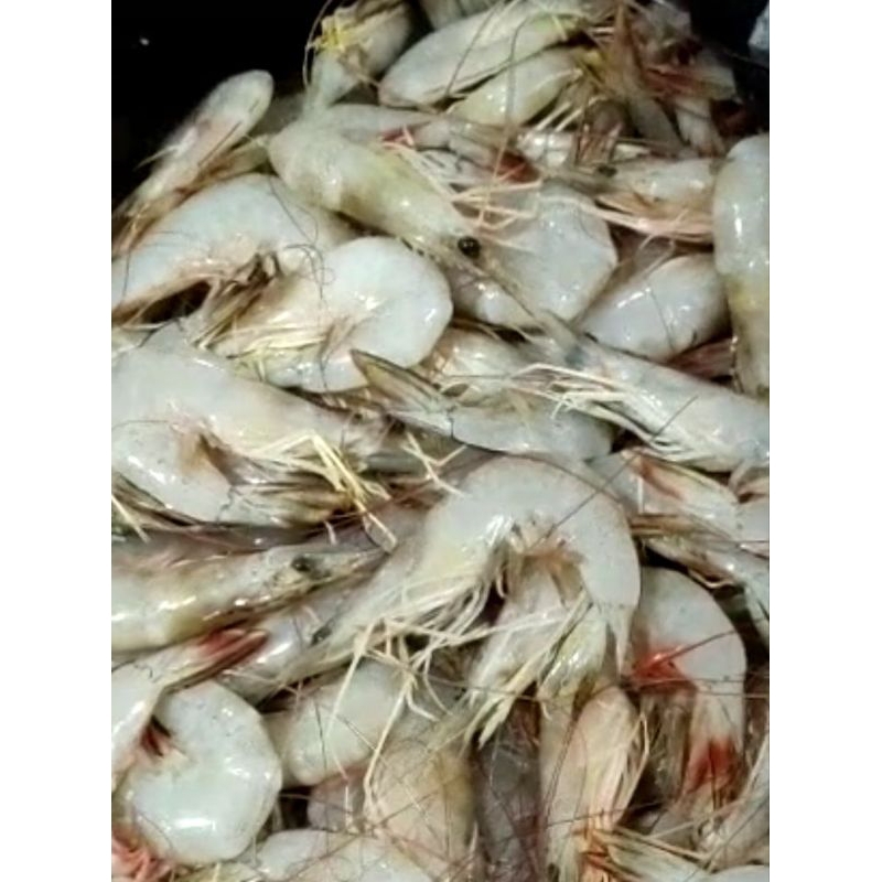 

Udang Peci Laut Size 45-50 1kg