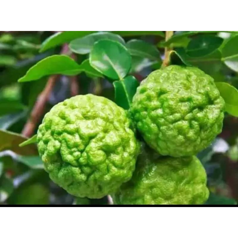 

Jeruk purut 1kg fress baru petik