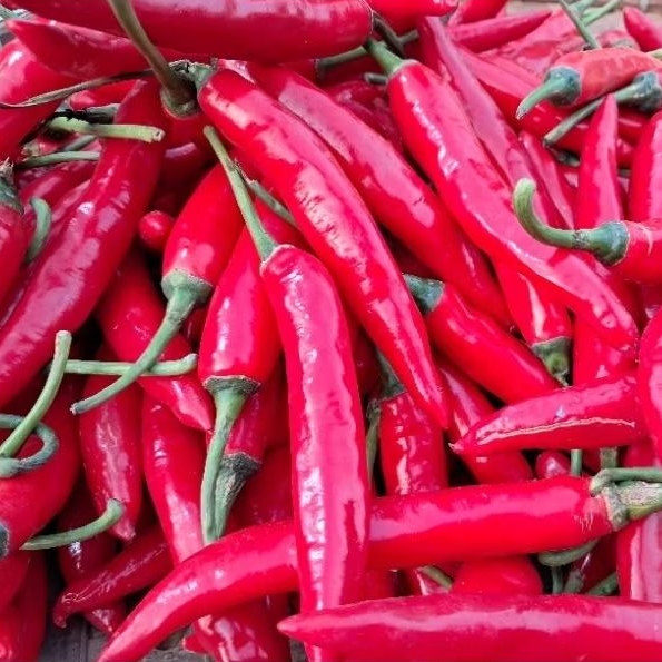 

Cabe merah besar 250 gr, 500 gr, 1 kg