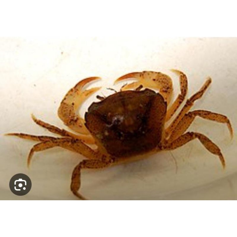 Yuyu Batu Kecil Rawa Kepiting 12 Psc Murah Pakan Ikan Predator Dan Reptil Murah