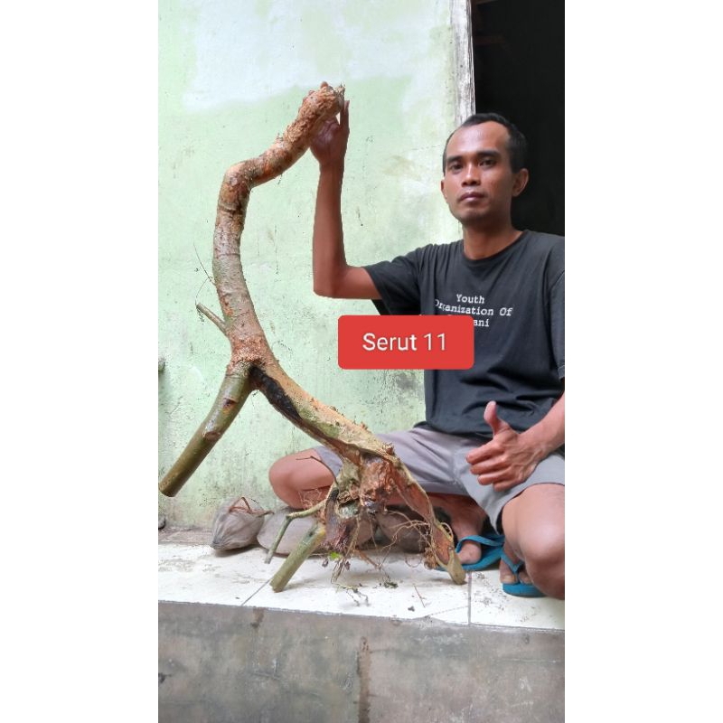 Bahan Bonsai Serut Karakter Extrim
