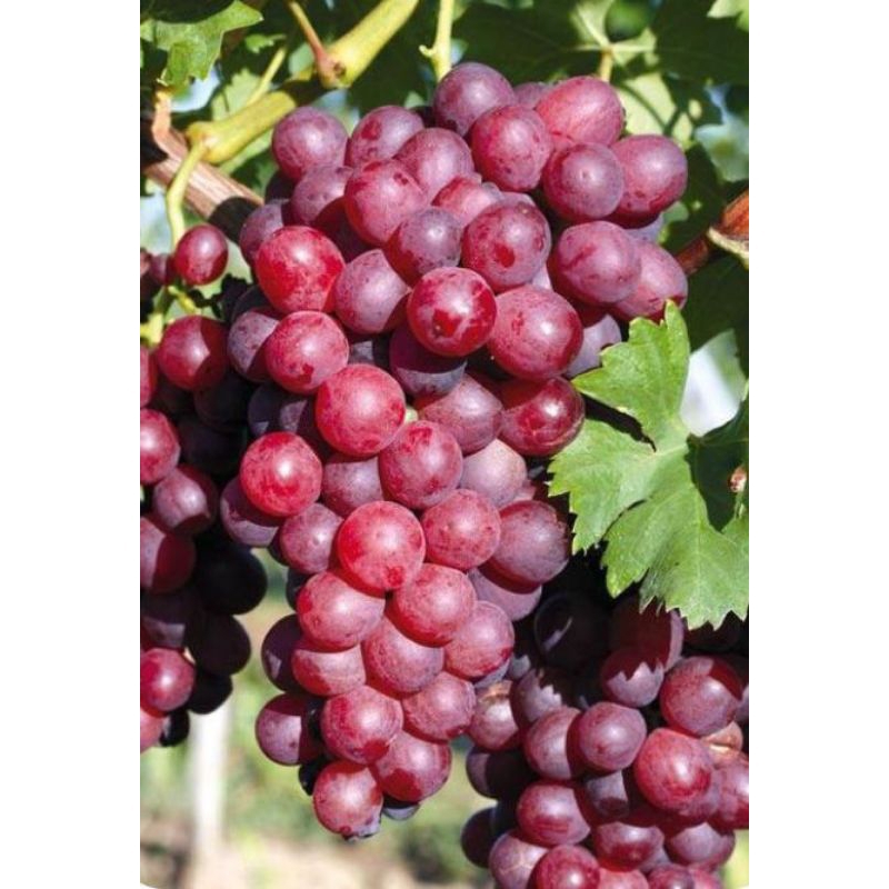 Bibit ANGGUR IMPORT NINEL valid
