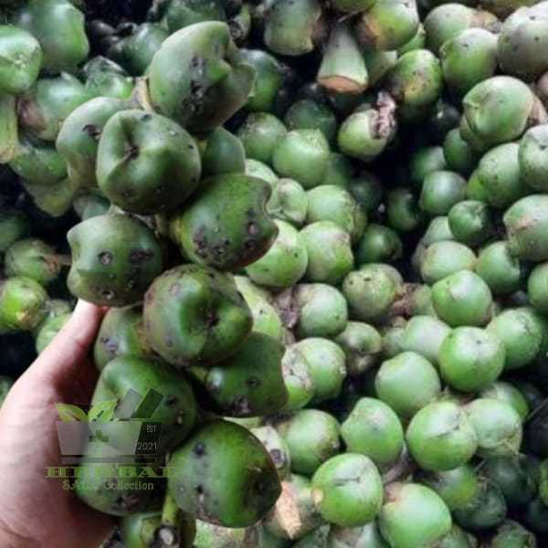 

Jual Buah Aren Kawung Kolang Kaling mentah 1 kg