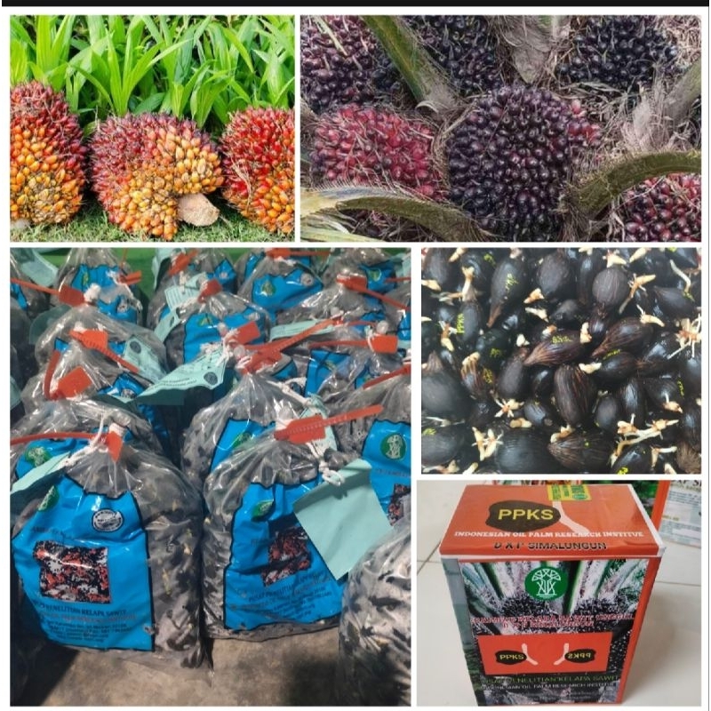 Benih Sawit Unggul PPKS SIMALUNGUN original ber Sertifikat
