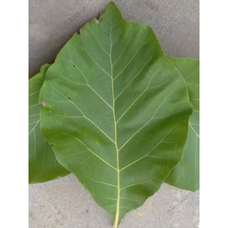 

Daun Jati Segar per 1 Lembar