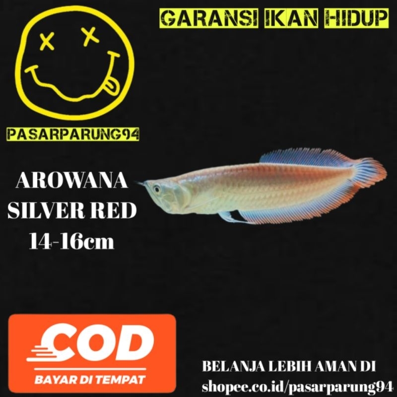 kebutuhan aquarium arowana silver red/arowana albino/arowana jardini
