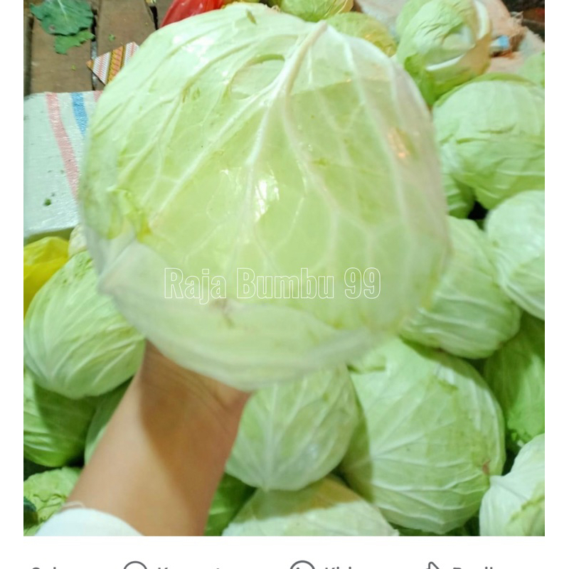 

sayur KOL PUTIH 1 buah 800-1.200 gr