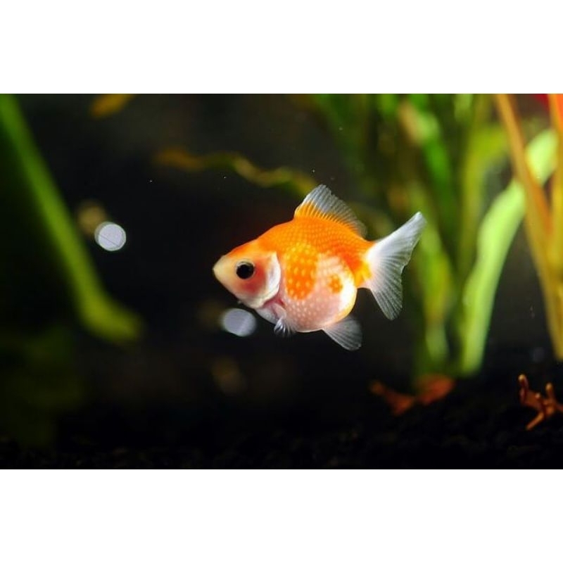 Ikan Hias Goldfish Mas Koki Mutiara