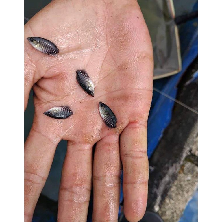 KODE D64N Promo COD Isi 75 Ekor Bibit Gurame soang Ukuran nguaci