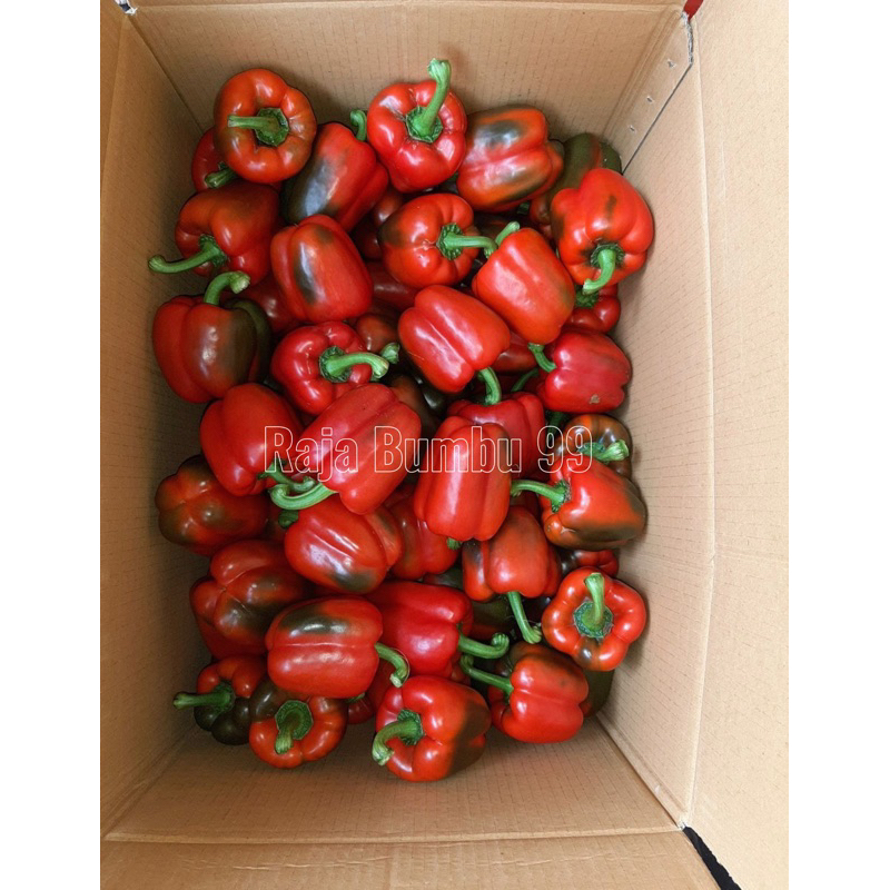 

PAPRIKA MERAH 1 pcs