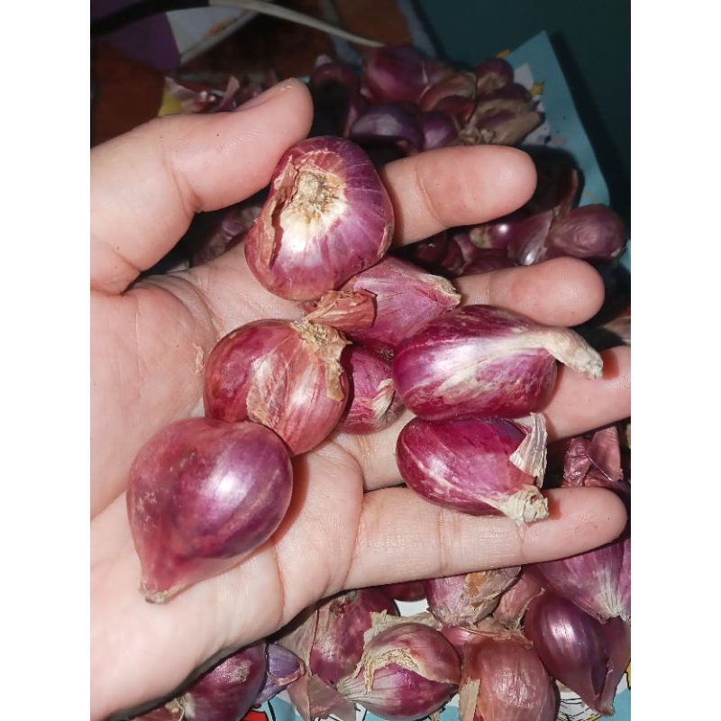 

bawang merah asli Brebes kering ukuran campur gede kecil