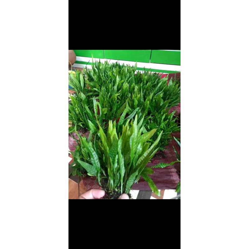 1 ikat kadaka/Java fern kualitas super tanaman aquascape