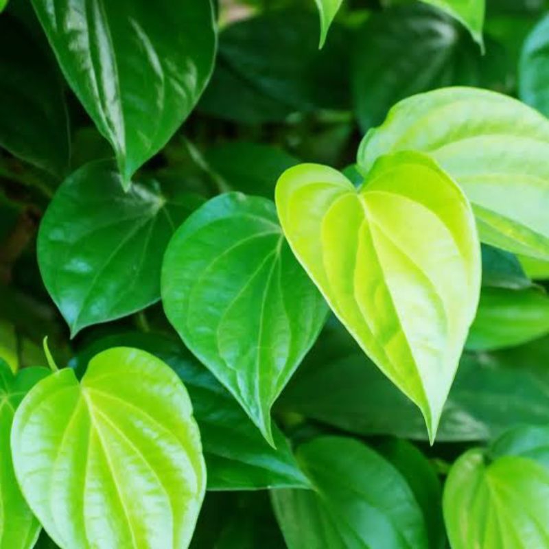 

KEBUN_SUBUR EZA - Daun Sirih (10 Lembar ) Di Petik Langsung Dari Pohon