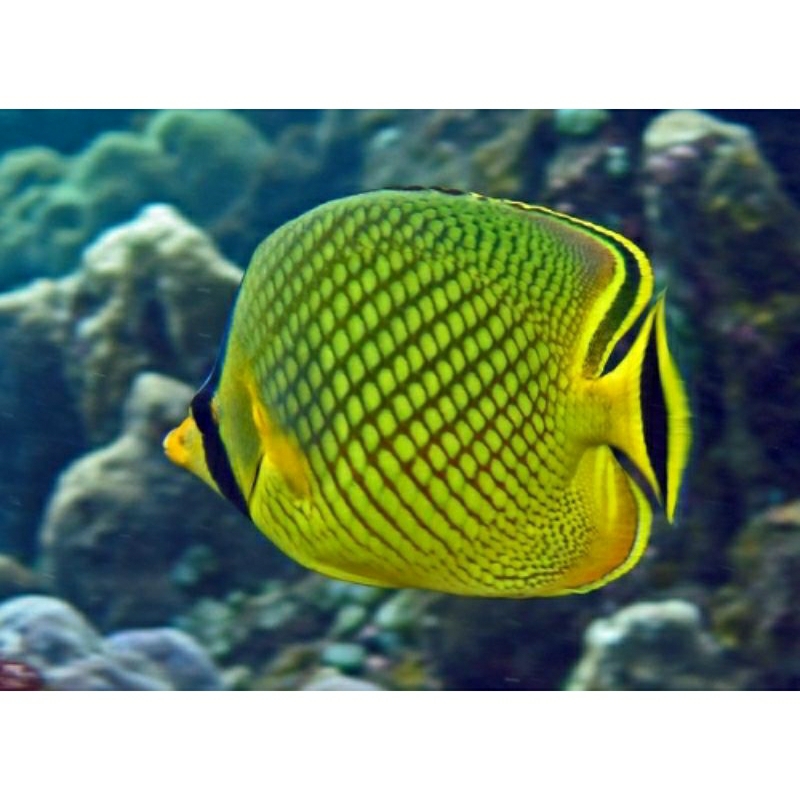 

IKAN HIAS LAUT BUTTERFLY FISH/ KEPE NANAS