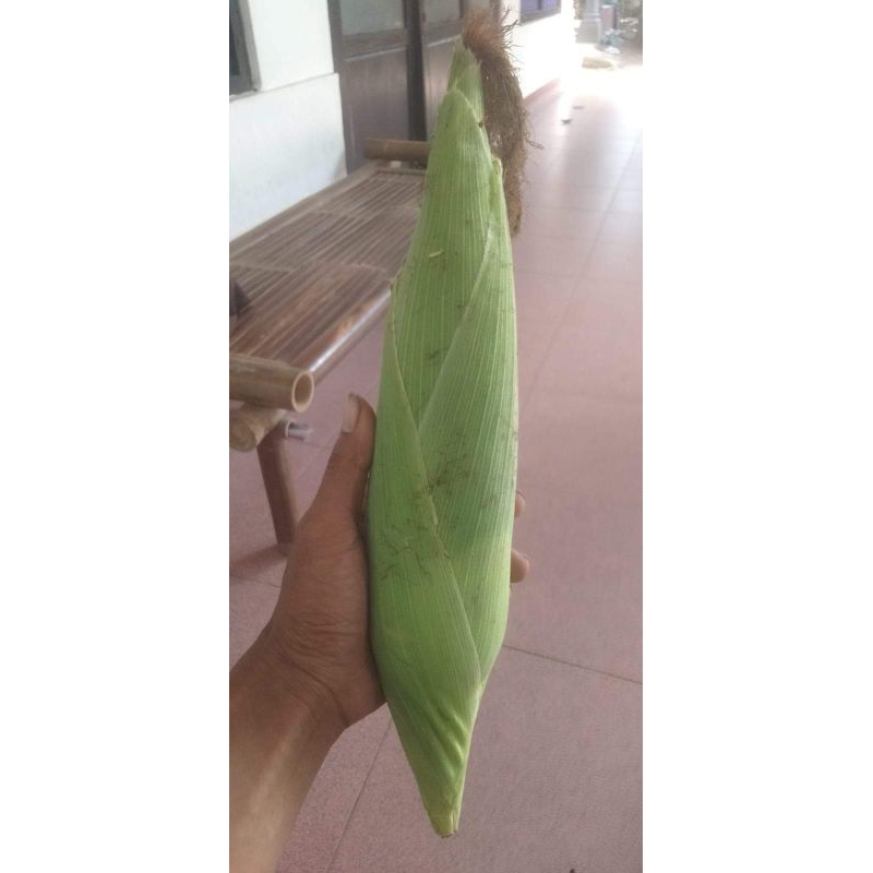 

jagung manis kuality bisa direbus bakar dll