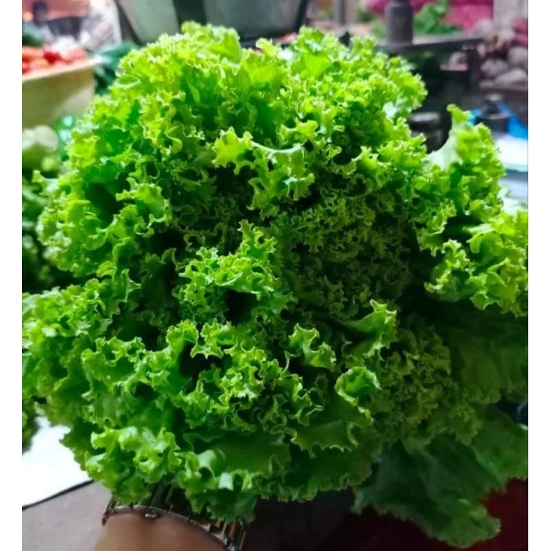 

SELADA KERITING/ANDEWI (250 gr)