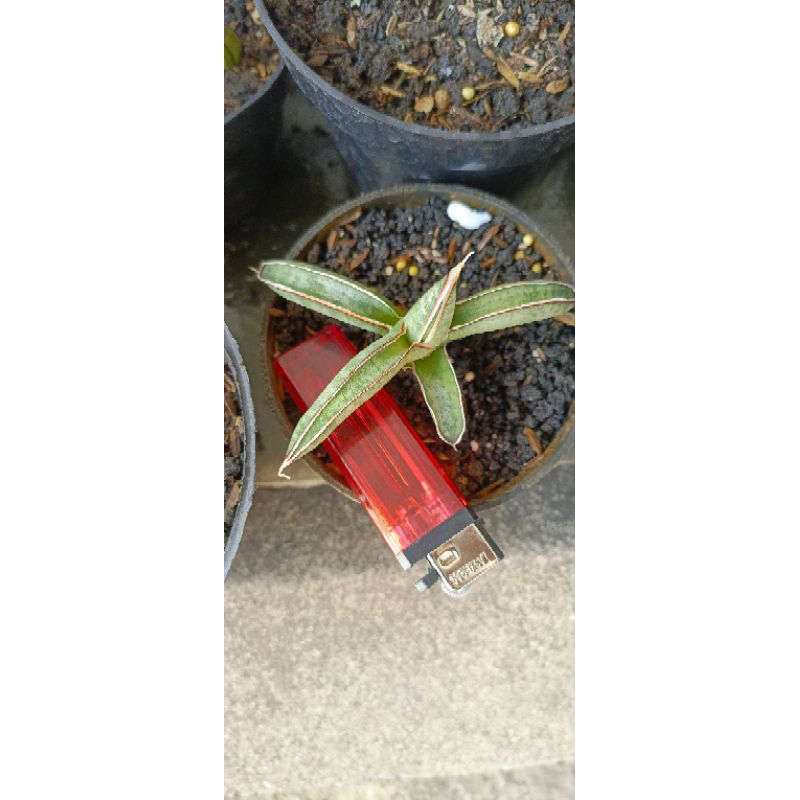 Sansevieria Eliensis