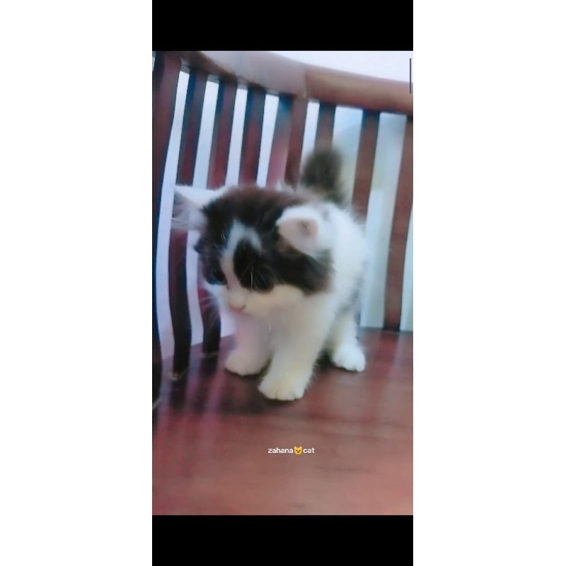 anakan kucing persia