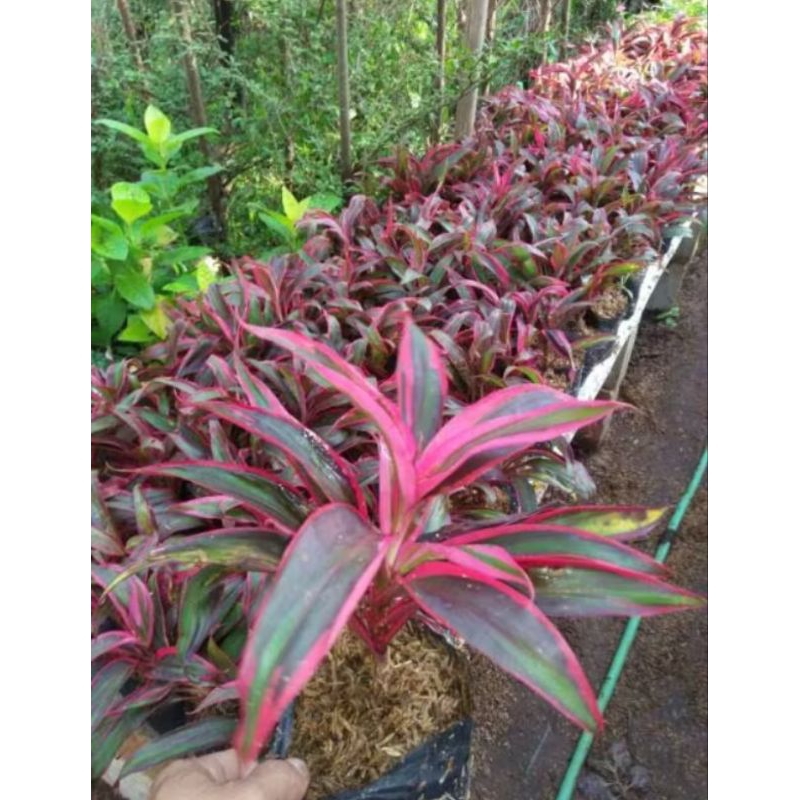 Pohon hanjuang merah mini