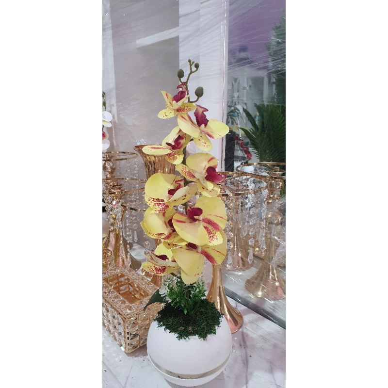 bunga hias,angrek meja,angrek latek,angrek hias