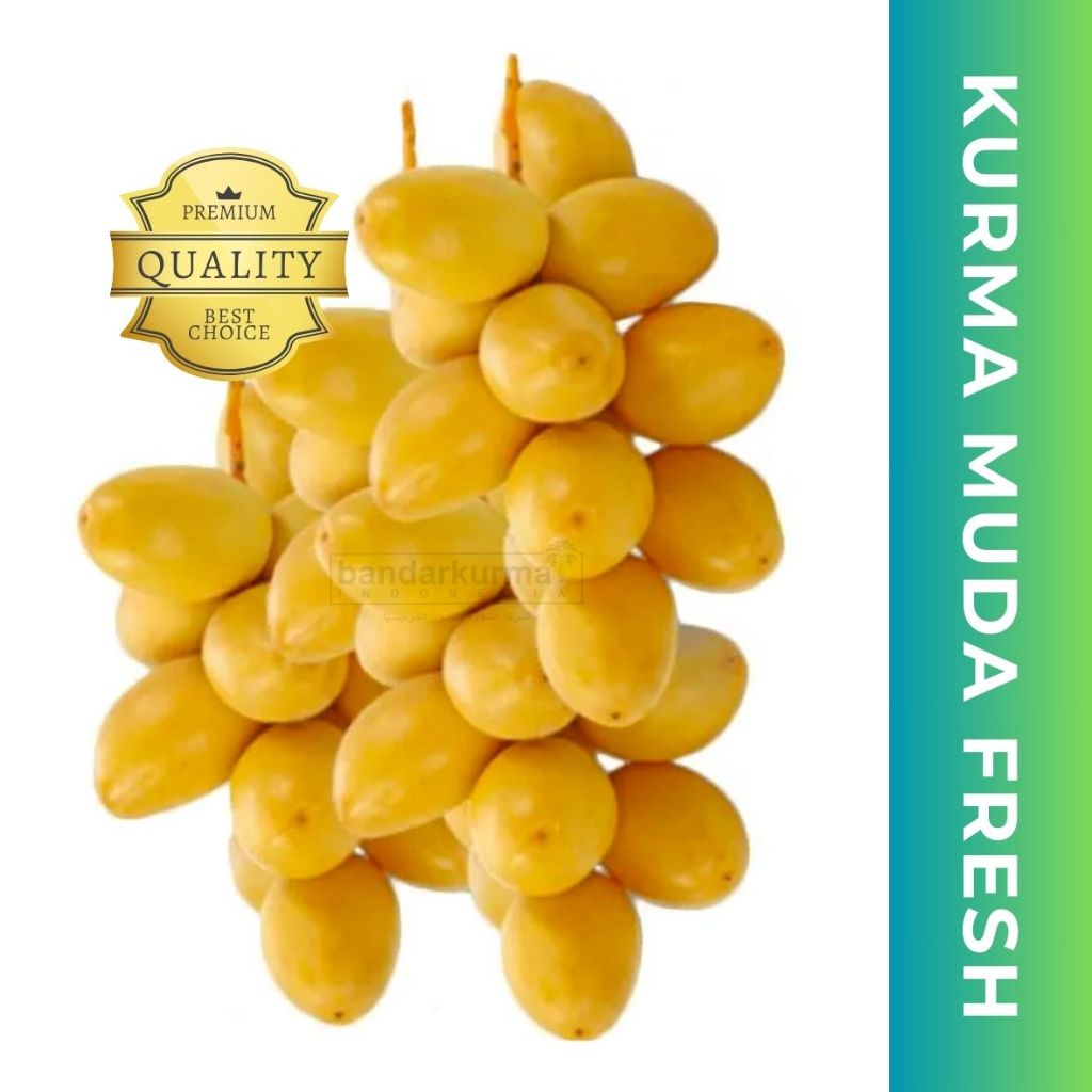 

Kurma Muda Kuning Fresh Promil Barhee Saudi Mesir Sudan Jordan Afrika - Bandar Kurma