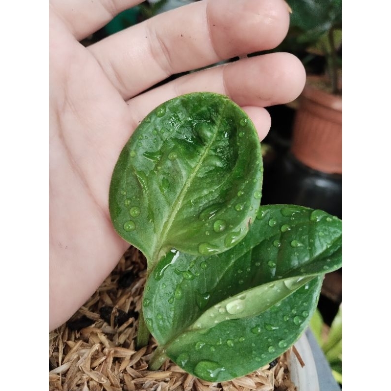 anthurium mangkok rasputin ori split bonggol