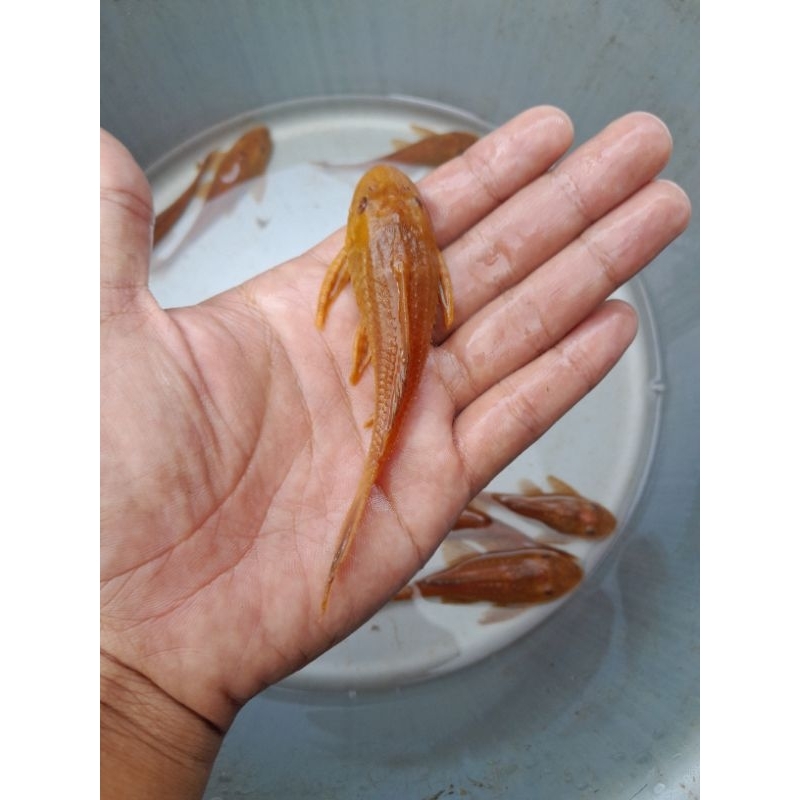 IKAN SAPU-SAPU ALBINO