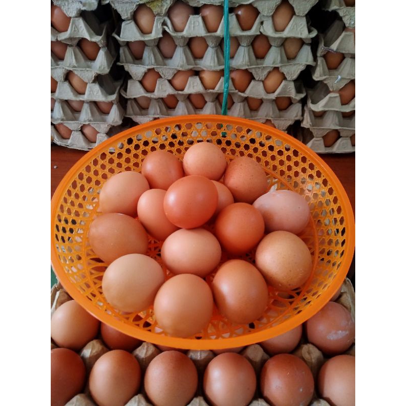 

Telur / Telor Ayam Fresh / per kg / 1 kg | Supplier/ Distributor telur