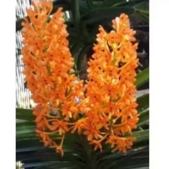 Anggrek Vanda ascomini - ascocentrum miniatum