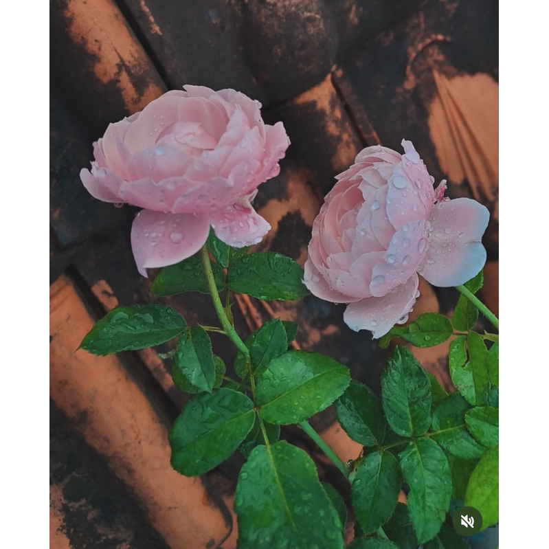 ownroot mawar "plume rose"