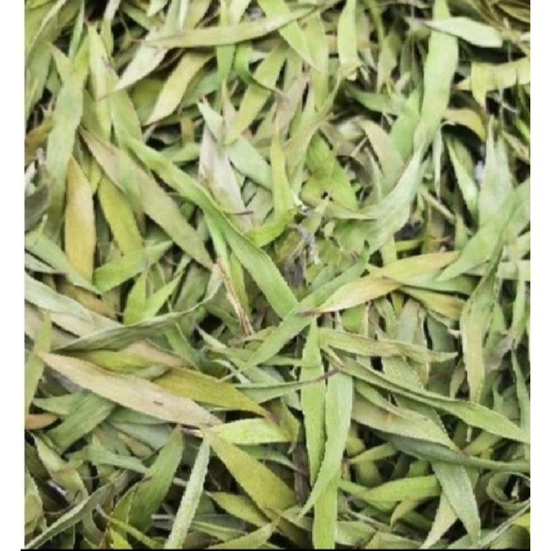 

daun kayu putih kering
