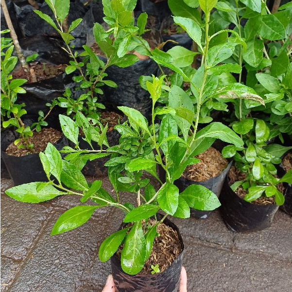 Bibit Tanaman Buah Import Goji Berry / Goji Beri