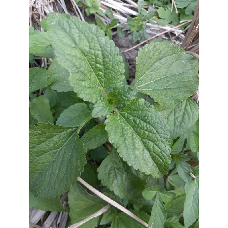 

daun herbal daun babadotan segar langsung petik 200 g