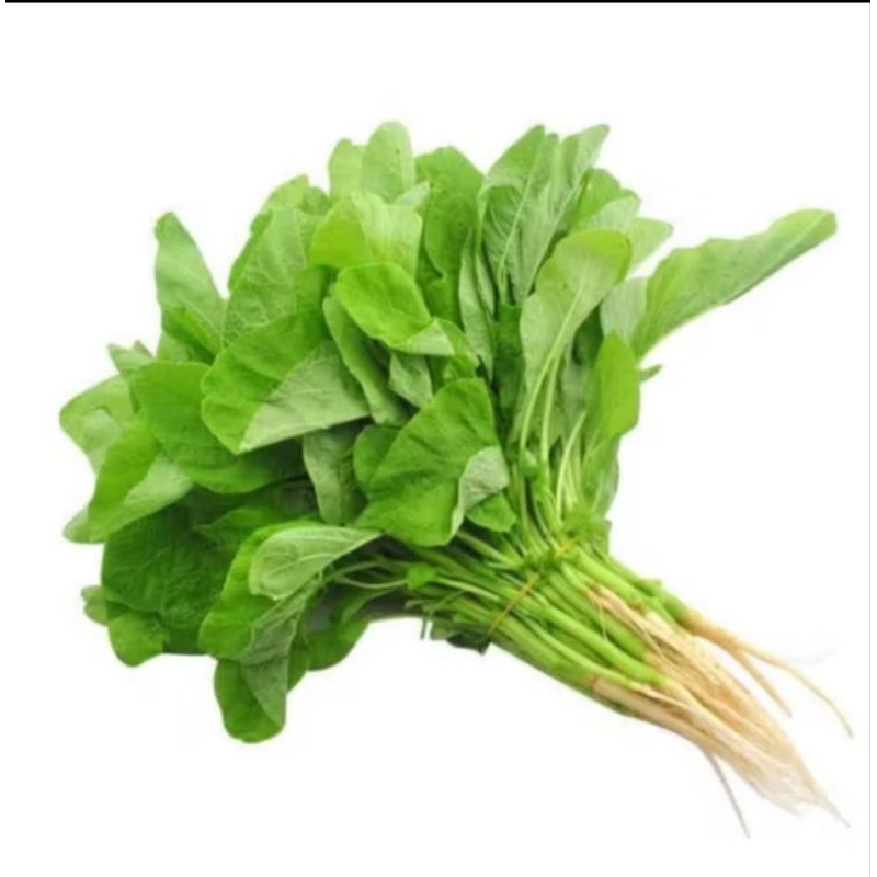 biji benih sayur bayam cabut (1000 butir)