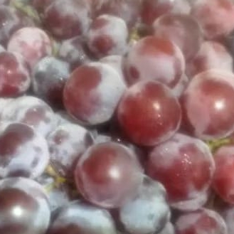 

Buah anggur merah 500 gr