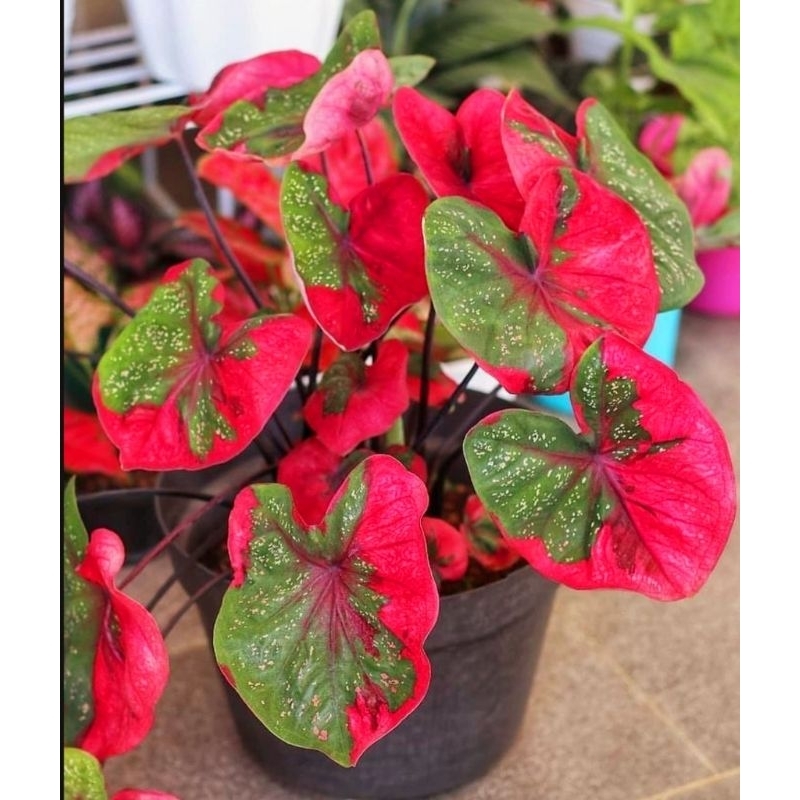 ( BISA COD ) Baret Caladium Baret Keladi Hias Baret Tanaman Hias Keladi Baret Murah Meriah / Keladi 