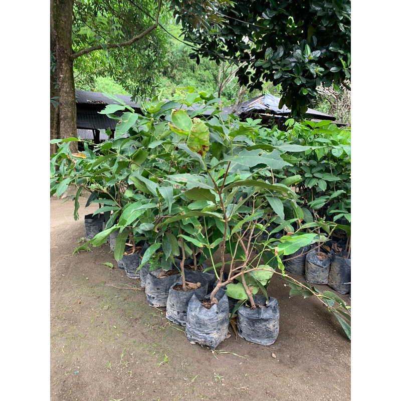 BIBIT BUAH JAMBU AIR JAMBU AIR