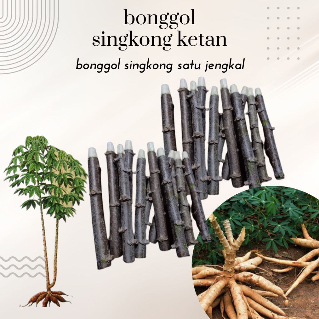 

bonggol singkong ketan Besar