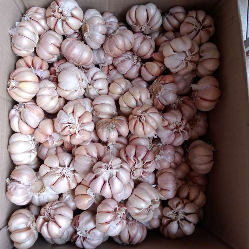 

BAWANG PUTIH KATING ASLI 700G