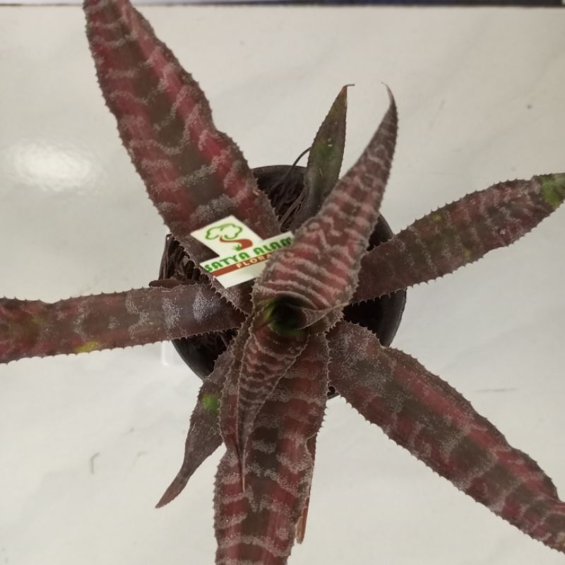 cryptanthus zonatus earth star(Elaine)/kriptantus toke merah