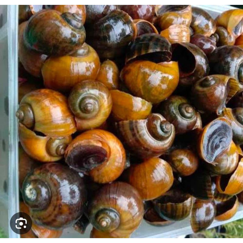 Cangkang Keong Mas Emas 1 Kg Murah Bersih Kerajinan