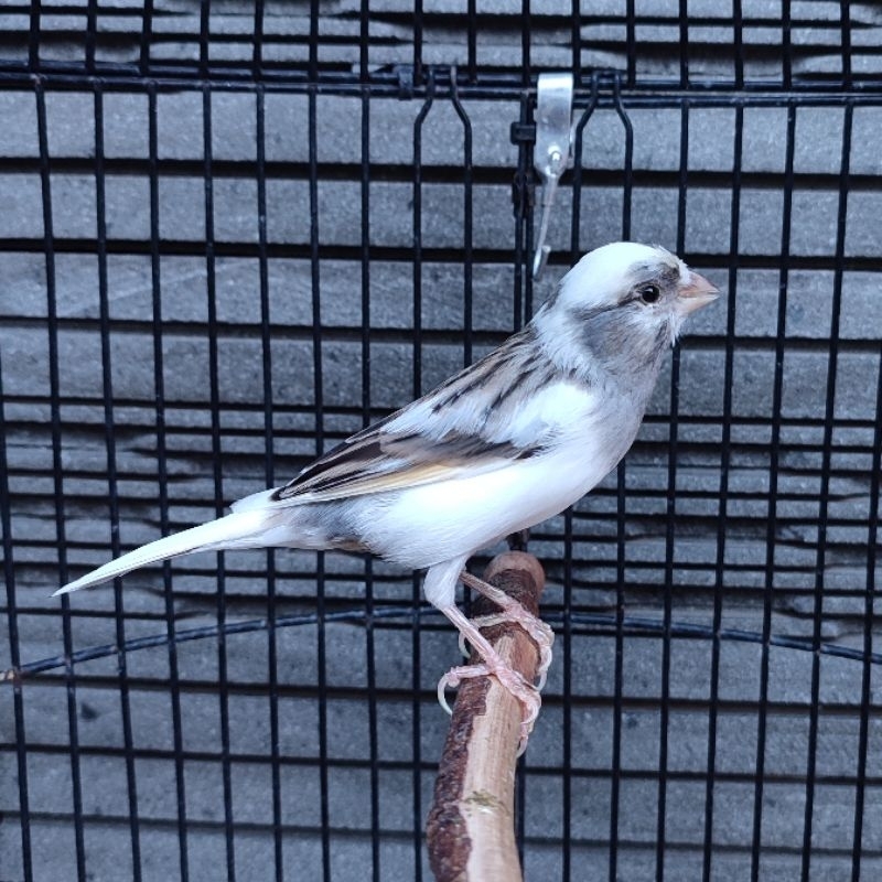 Kenari Panda Starblue Simetris - Jantan Gacor (Only Instant Delivery)