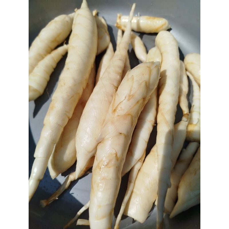 

umbi garut segar (1kg) bonus 50 GRAM