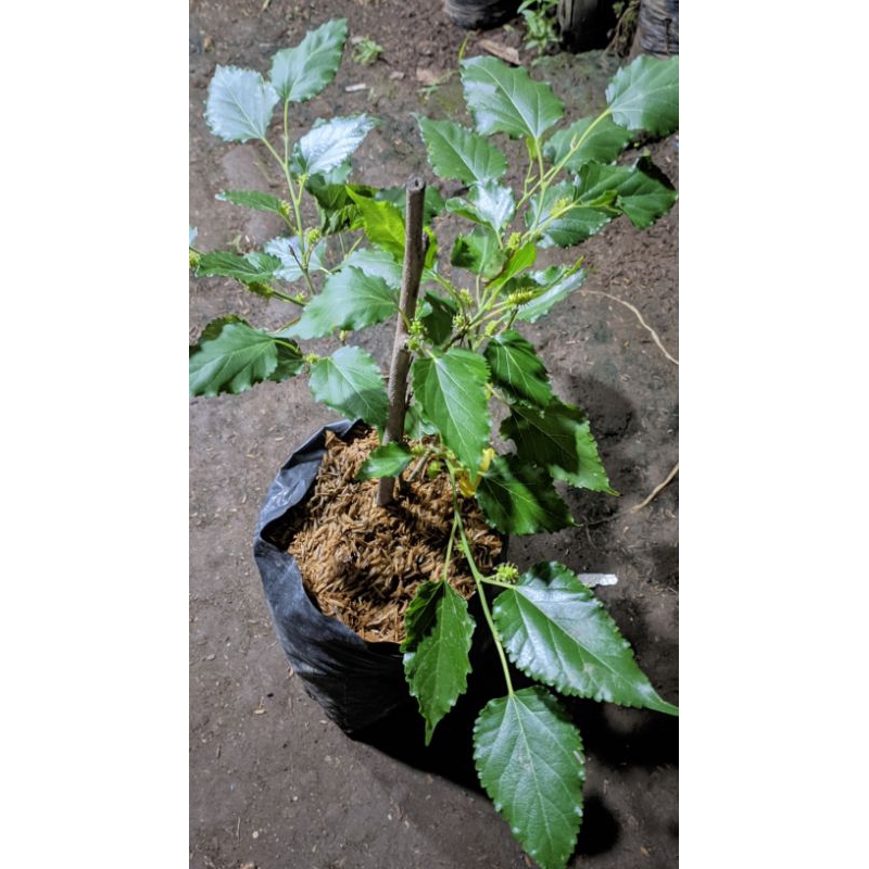 MURBEI BERBUAH HASIL CANGKOK