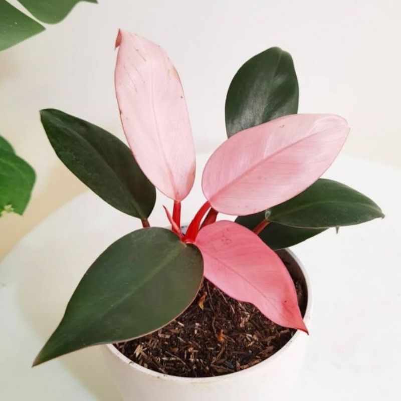 Tanaman hias pink / philodendron Congo pink princess