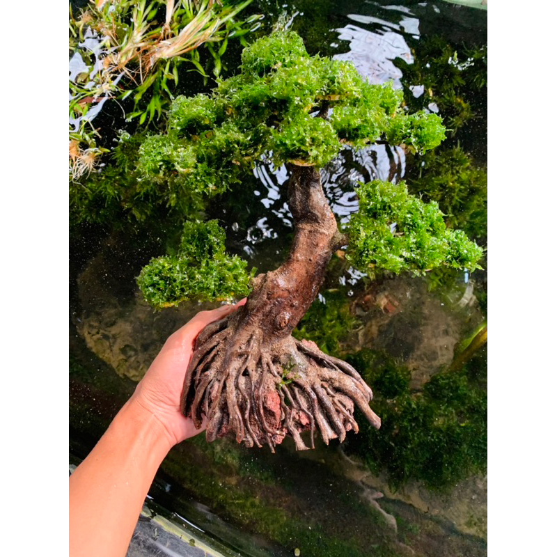 bonsai aquascape+moss