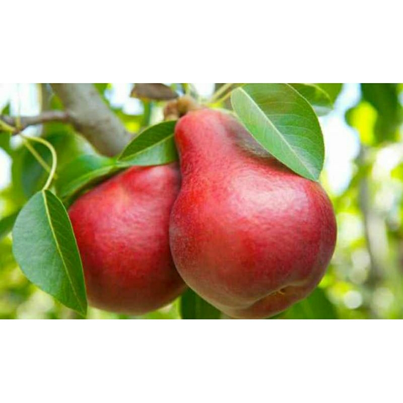 bibit buah pir merah hasil cangkok siap berbunga berbuah
