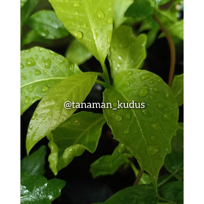 BIBIT TANAMAN KOL BANDA (Tanaman Herbal)