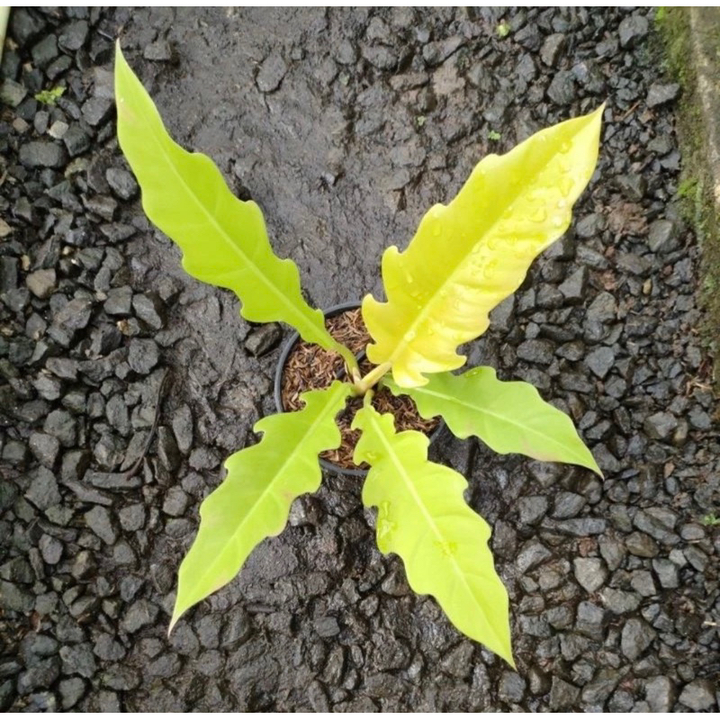 tanaman hias philodendron golden saw - crocodile golden - philo gergaji kuning