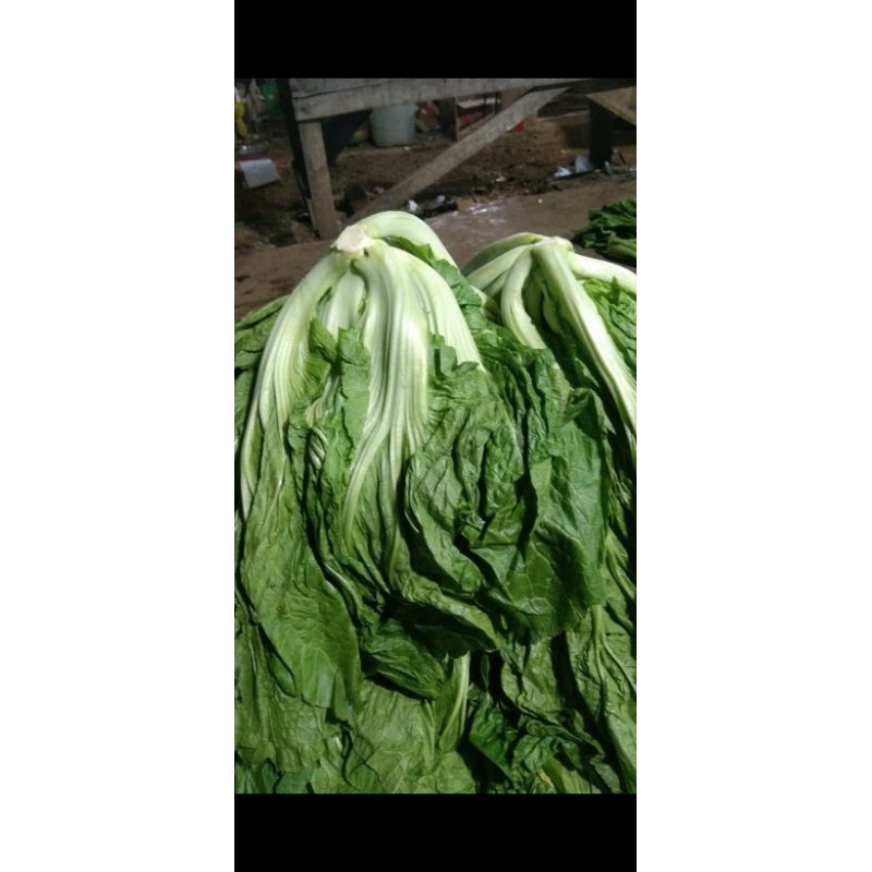 

sawi pahit segar promo hari ini 1 kg